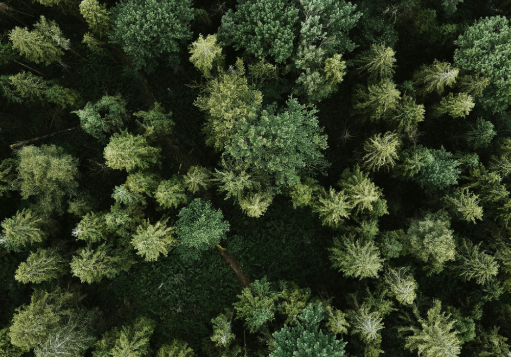 Birds eye view of a forest